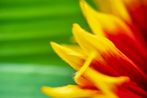 Gaillardia Pulchella Bright Summer Flowers Green Leaves Close Macro Shooting — Stock Photo, Image