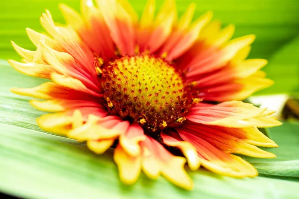 Gaillardia Pulchella Bright Summer Flowers Green Leaves Close Macro Shooting — Stock Photo, Image