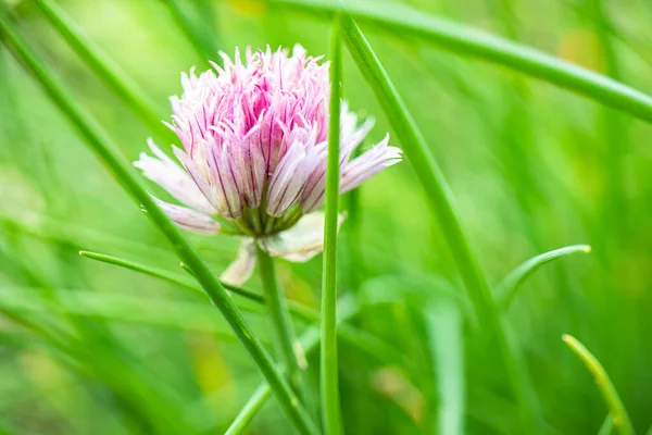 Flor Trébol Pradera Sobre Fondo Verde Hierba Flores Silvestres Verano — Foto de Stock