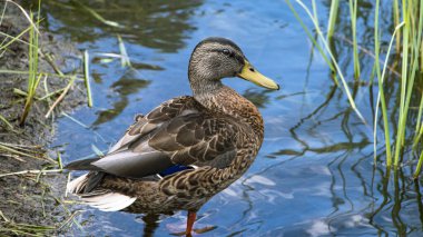 Mallard. Gölet üzerindeki doğal ortamında vahşi ördek. Vahşi doğa. Su kuşu..