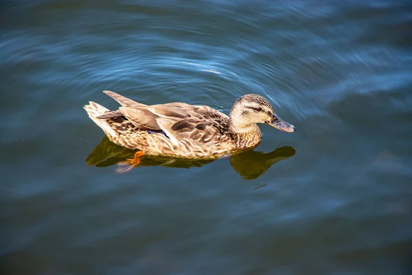 Mallard Wild Duck Its Natural Environment Pond Wild Nature Waterfowl — Stock Photo, Image