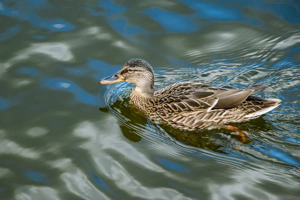 Mallard Wild Duck Its Natural Environment Pond Wild Nature Waterfowl Royalty Free Stock Images