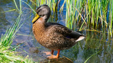 Mallard. Gölet üzerindeki doğal ortamında vahşi ördek. Vahşi doğa. Su kuşu..