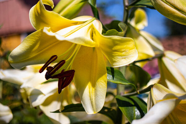 Yellow lilies in the summer garden. Close-up.