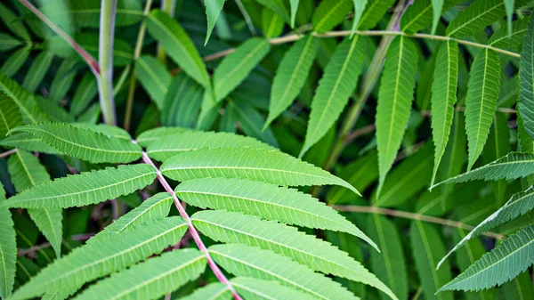 Sumak Nadýchaný Nebo Ocet Strom Jasně Zelené Listy Detailní Záběr — Stock fotografie