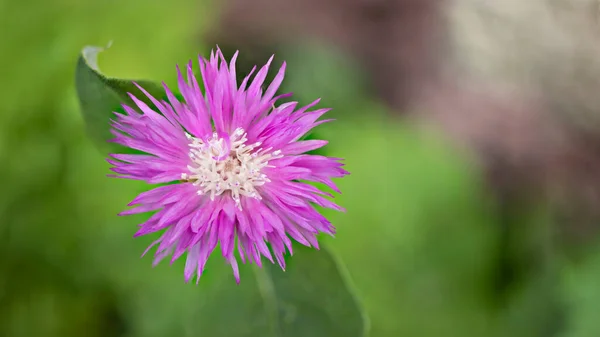 Pink Thistle Flower Summer Field Blurred Green Background Close — Stock Photo, Image