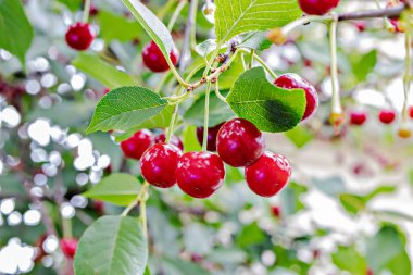 Yaz bahçesindeki bir ağaçta olgunlaşmış kiraz. Doğal vitaminler. Bulanık yeşil arka plan. Yakın plan..