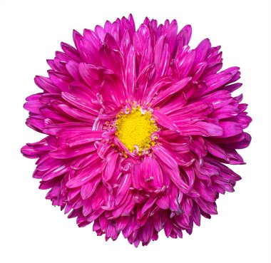 Aster çiçeği yaklaş. İzole edilmiş beyaz arka plan. Makro fotoğrafçılık. Yazdırma ve tasarım kavramı.