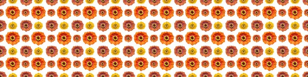 Renkli Zinnia Çiçekleri Ile Kusursuz Sonsuz Desen Çiçek Arkaplan Tasarım — Stok fotoğraf