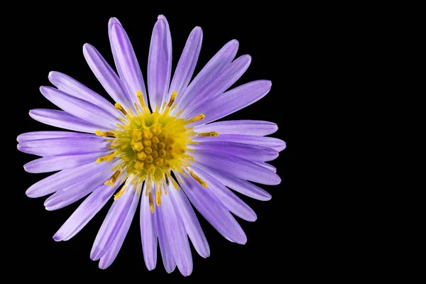 Alpine Aster Flower Black Isolated Background Close Macro Shooting Concept — Stock Photo, Image