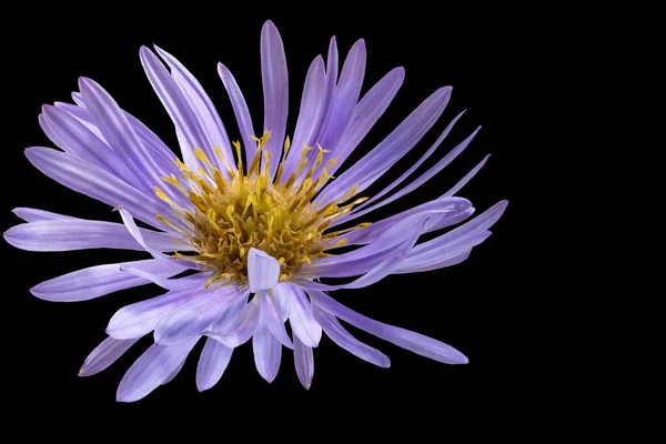 Alpine Aster Flower Black Isolated Background Close Macro Shooting Concept — Stock Photo, Image