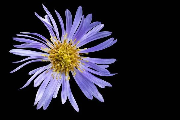 Alpine Aster Flower Black Isolated Background Close Macro Shooting Concept — Stock Photo, Image