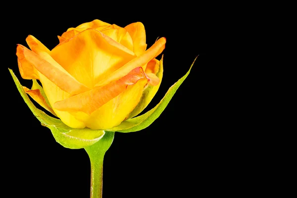 Yellow rose flower. Black isolated background. Close-up. Macro shooting. Concept for printing and design