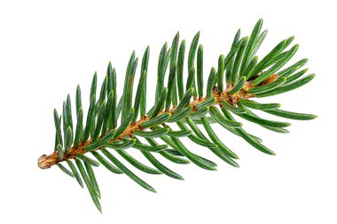 Spruce şubesi beyaz arkaplanda paket tasarım ögesi koleksiyonu olarak kabuk olmadan izole edildi. Noel ağacının dalına yakın çekim. Noel ve Yeni Yıl. Tam alan derinliği