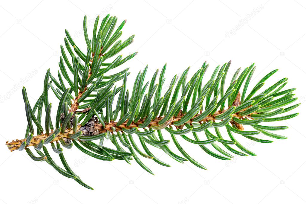 Spruce branch isolated closeup without shell as package design element collection on white background. Branch of a Christmas tree close-up. Christmas and New Year. Full depth of field