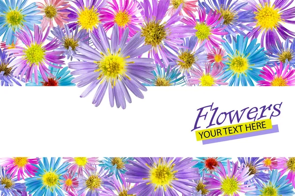 Fond Floral Composé Fleurs Aster Alpin Fond Isolé Gros Plan — Photo