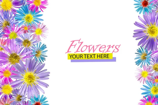 Floral Background Made Alpine Aster Flowers Isolated Background Close Festive — Stock Photo, Image