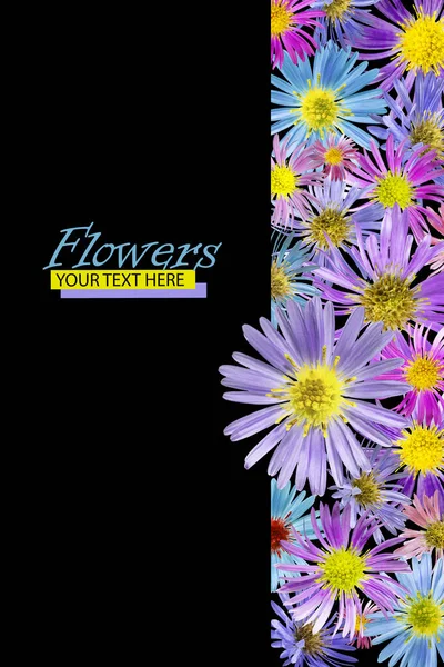 Bloemen Achtergrond Gemaakt Van Alpine Aster Bloemen Geïsoleerde Achtergrond Een — Stockfoto