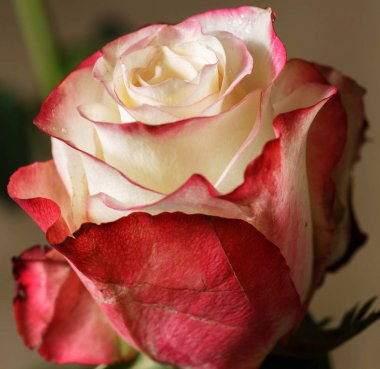 Pembe Gül bud yakın çekim