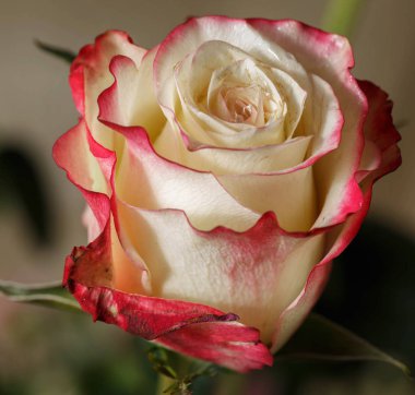 Pembe Gül bud yakın çekim