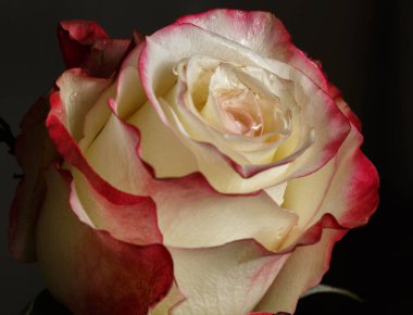 Pembe Gül bud yakın çekim