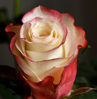 Pembe Gül bud yakın çekim