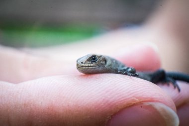 Sadece kertenkele yandan tarihi. Parmak