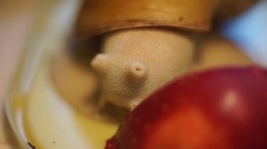 Salyangozlar archachatina kırmızı Apple saldırdı.