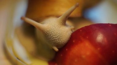 Salyangozlar archachatina kırmızı Apple saldırdı.