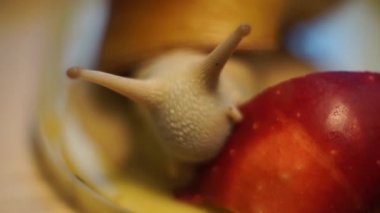 Salyangozlar archachatina kırmızı Apple saldırdı.