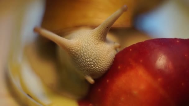 Caracóis archachatina atacado vermelho Apple . — Vídeo de Stock