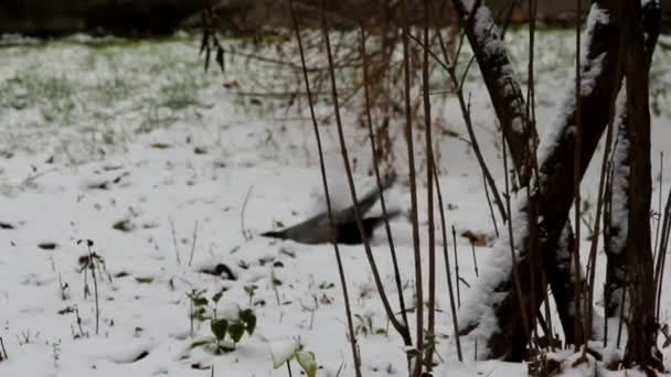 Gray Crow hoppa på snön. — Stockvideo