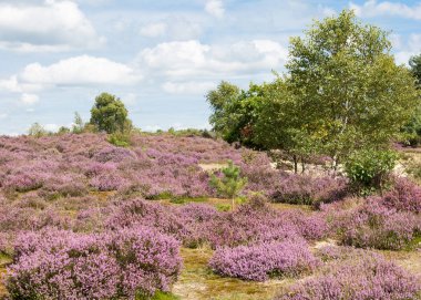 Heather covered heathland in Surrey UK clipart