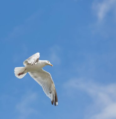 Mavi gökyüzü üzerinde uçuş tek martı