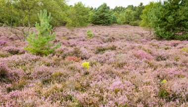 Heather araziler Surrey İngiltere'de kaplı