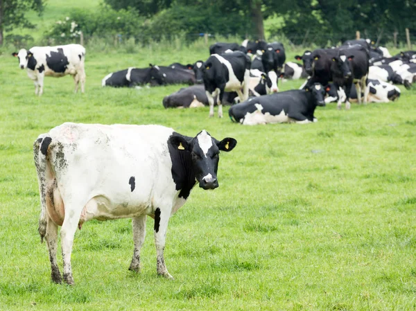 Herd Holstein Friesian Cattle — Stock Photo, Image