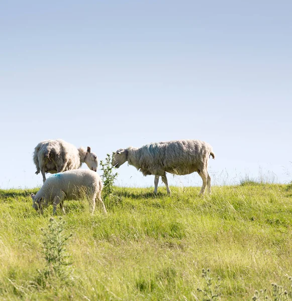 Ovelhas Pastando Topo Uma Colina Gramada — Fotografia de Stock