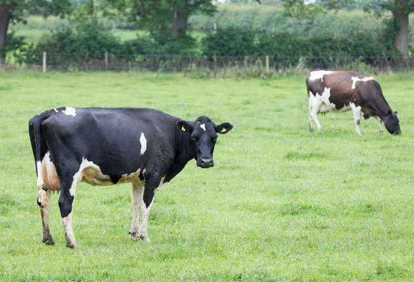 Holstein Friesian Cattle Grass Pasture — Stock Photo, Image
