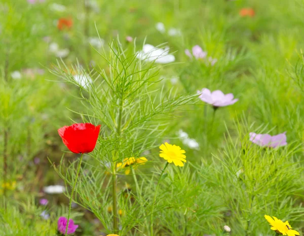 Mooie Wilde Bloemen Groeien Een Weiland — Stockfoto