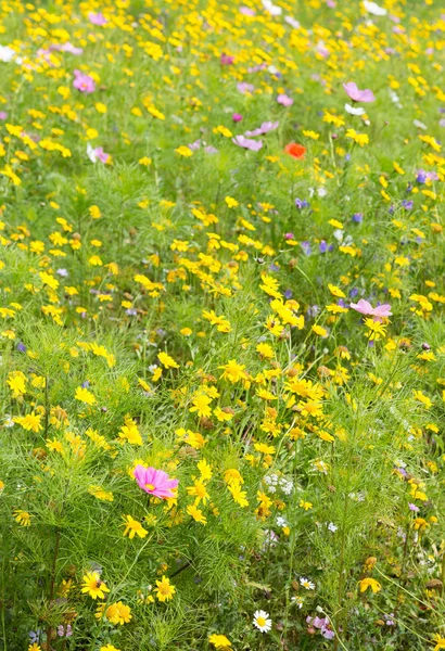 Mooie Wilde Bloemen Groeien Een Weiland — Stockfoto