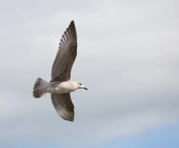 Mouette Unique Vol Sur Ciel Nuageux Bleu — Photo