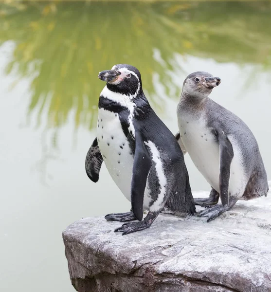 Pingouins Humboldt Debout Sur Rocher — Photo