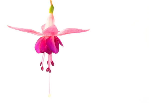 Mooie Roze Fuchsia Bloem Wit — Stockfoto