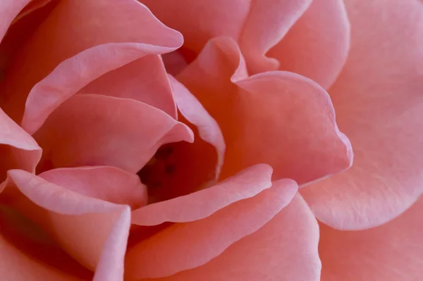 Närbild Bild Delikat Rosa Ros — Stockfoto