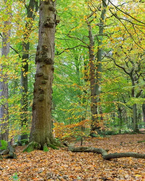 Typisch Britischer Birkenwald Herbst — Stockfoto