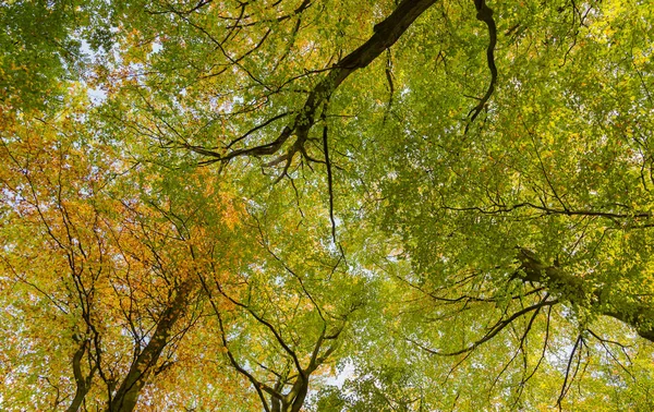 Looking Typical British Birch Woodland Canopy Autumn — Stock Photo, Image
