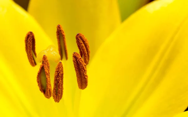Jasny Żółty Lily Bliska — Zdjęcie stockowe