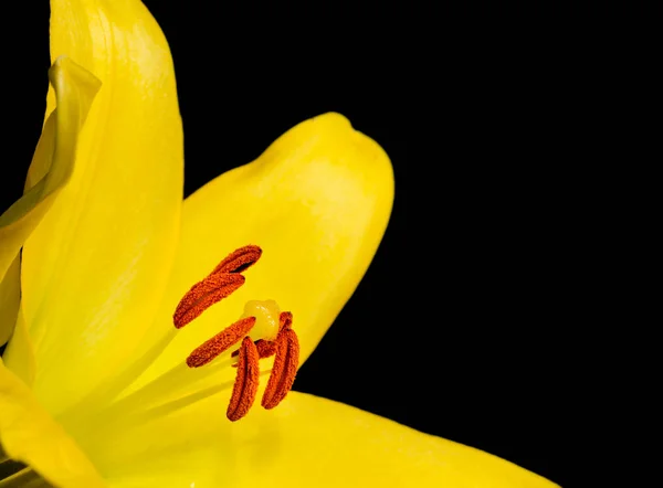 Close Bright Yellow Lily Black — Stock Photo, Image