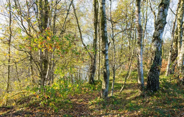 Tipik İngiliz woodland sonbaharda huş ağacı