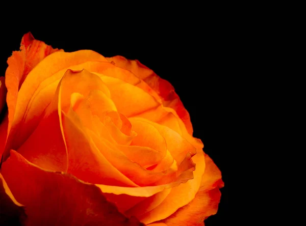 Wunderschöne Dunkelorange Rose Auf Schwarz — Stockfoto
